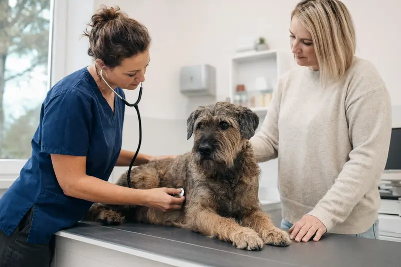 Ein ruhiger Bouvier des Ardennes Hund wird behutsam von einer Tierärztin mit einem Stethoskop untersucht, während der Besitzer beruhigend danebensteht.