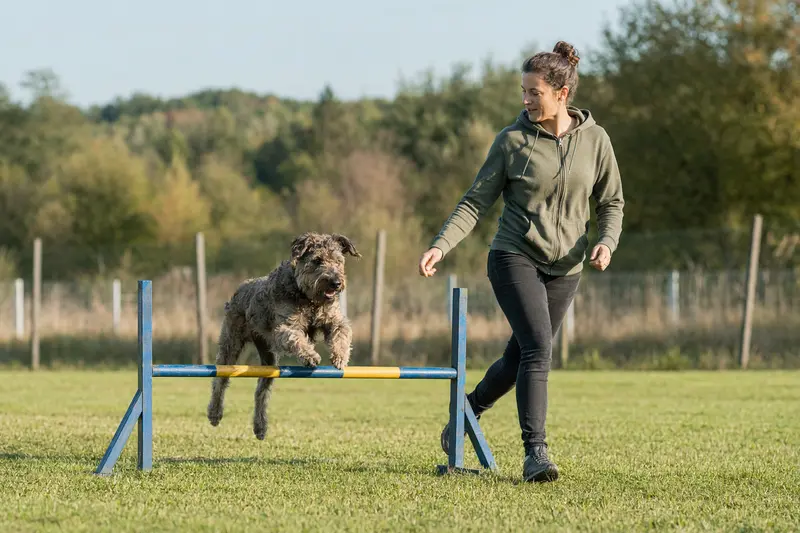 Ein Bouvier des Ardennes springt mit seinem Besitzer über eine kleine Trainingshürde auf dem Hundeplatz.
