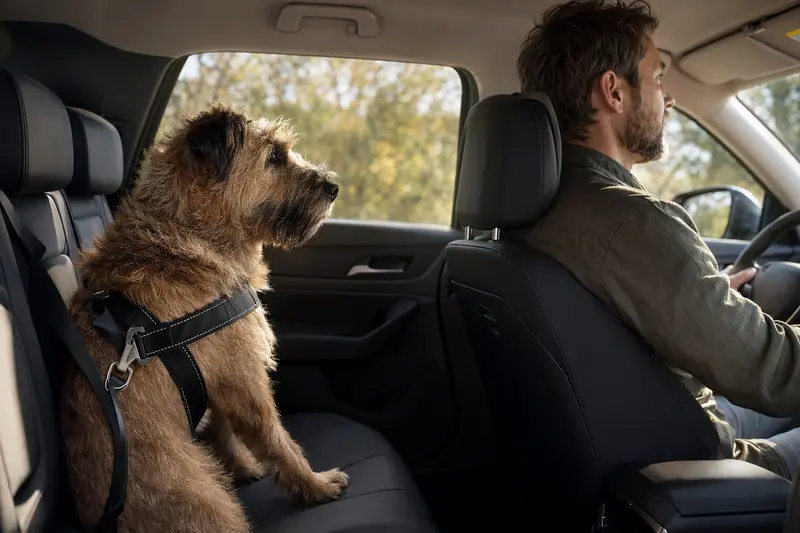 Ein Bouvier des Ardennes Hund sitzt angeschnallt auf der Rückbank eines Autos, während sein Besitzer fährt.