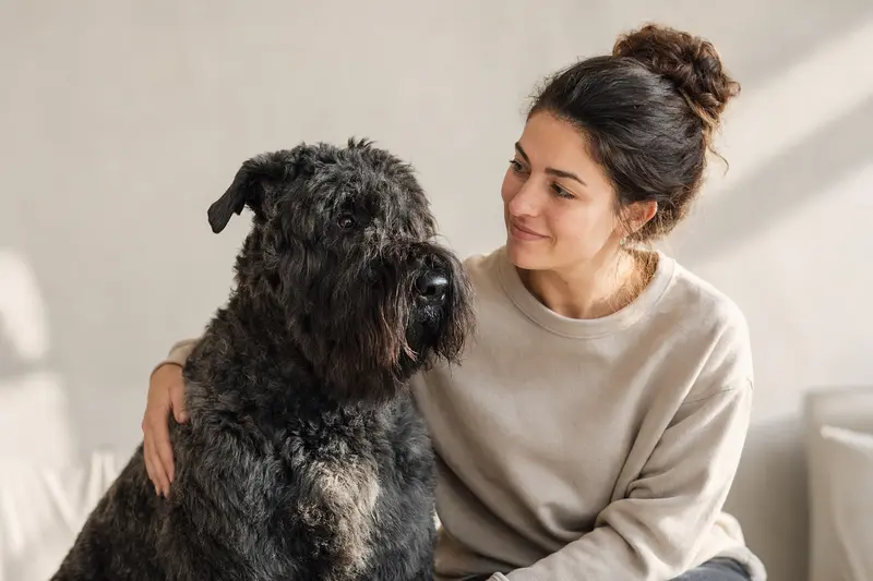 Ein aufmerksam stehender Bouvier des Flandres vor hellem Hintergrund, als realistisches Hundeporträt in seriösem Ratgeberstil.