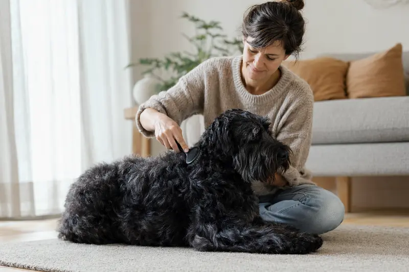Ein Bouvier des Flandres wird in einer hellen Wohnung sanft gebürstet, während der Besitzer die Fellpflege liebevoll übernimmt.