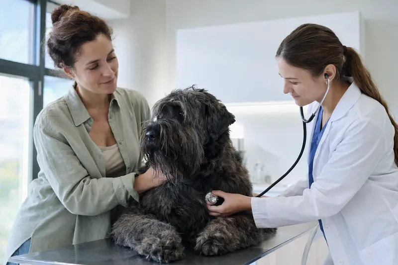 Ein ruhiger Bouvier des Flandres auf dem Untersuchungstisch, während eine Tierärztin ihn freundlich mit einem Stethoskop untersucht.