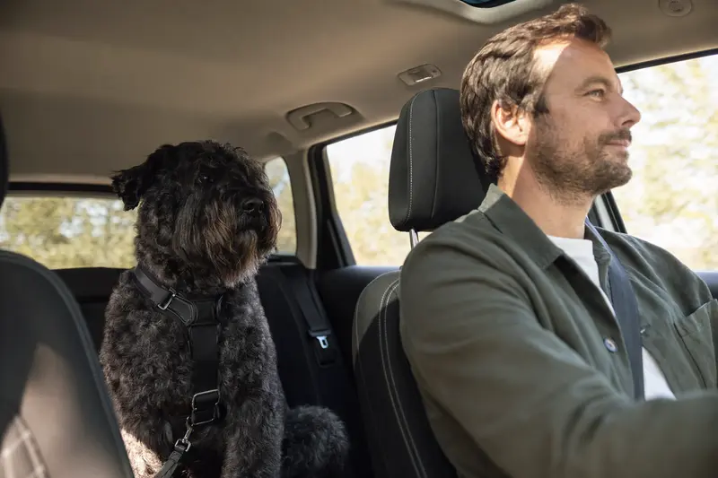 Ein Bouvier des Flandres Hund sitzt sicher angeschnallt auf der Rückbank eines Autos und genießt die Fahrt im Sonnenlicht.