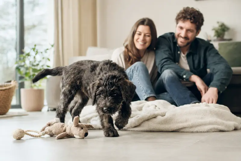 Ein neugieriger Bouvier des Flandres Welpe erkundet seine neue, liebevolle Umgebung.