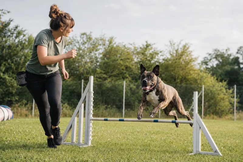 Ein Boxer Hund springt mit seinem Besitzer freudig über eine kleine Trainingshürde auf dem Hundeplatz.