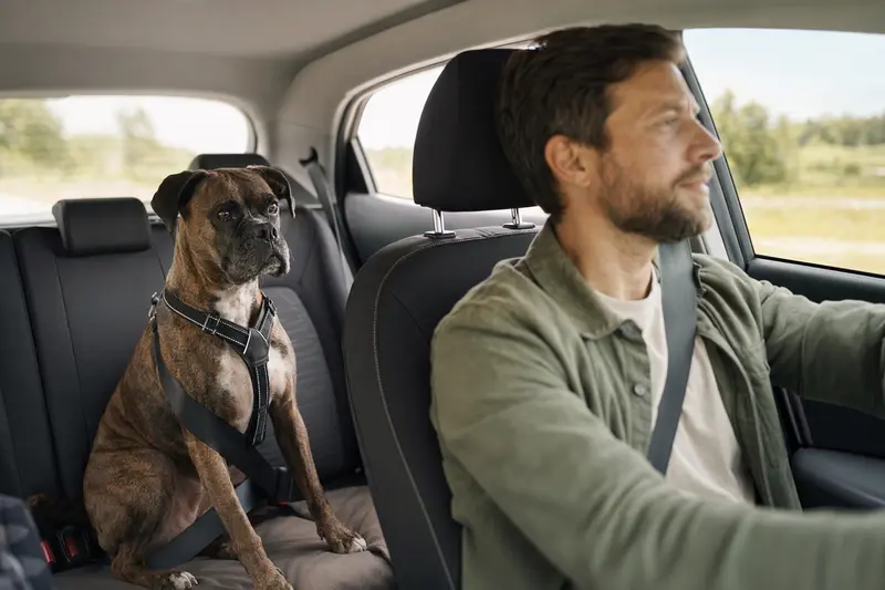 Ein Boxer Hund sitzt sicher angeschnallt auf der Rückbank eines Autos, während der Besitzer ruhig fährt.