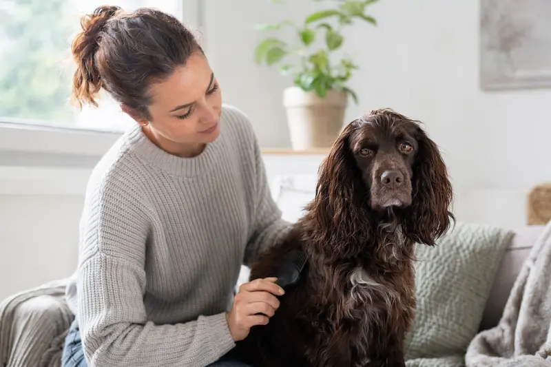 Ein Boykin Spaniel wird in einer hellen Wohnung liebevoll gebürstet, während sein Besitzer das Fell sorgfältig pflegt.