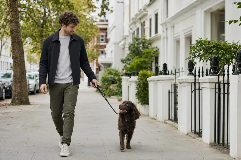 Ein Boykin Spaniel läuft an der Leine mit seinem Besitzer durch eine moderne Stadtstraße.