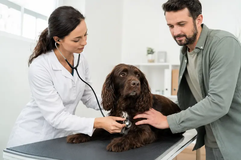 Ein ruhiger Boykin Spaniel Hund wird behutsam von einer freundlichen Tierärztin mit einem Stethoskop untersucht, während sein Besitzer beruhigend daneben steht.