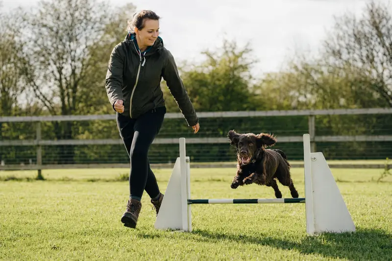 Ein Boykin Spaniel trainiert mit seinem Besitzer auf einem Hundeplatz über eine kleine Hürde in sonniger, sportlicher Atmosphäre.