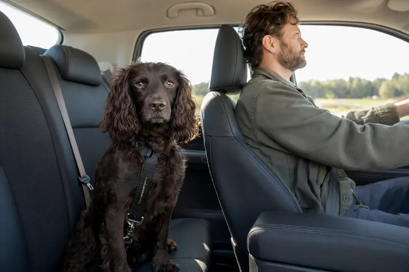 Ein Boykin Spaniel sitzt sicher im Auto auf der Rückbank, während sein Besitzer fährt.