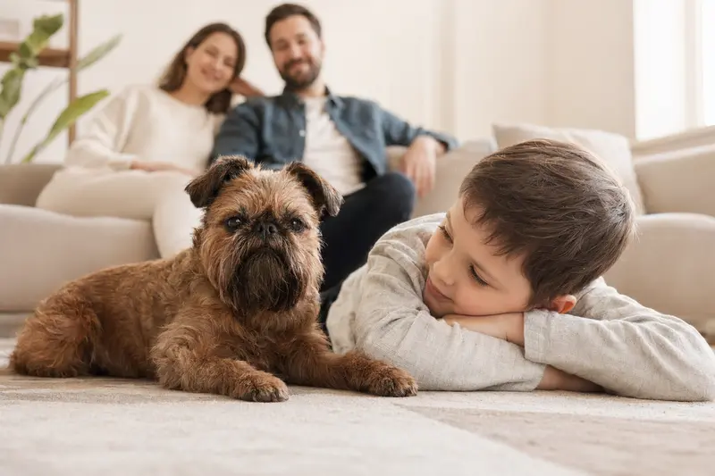 Ein Brabanter Griffon Hund liegt entspannt neben einem Kind im Wohnzimmer.