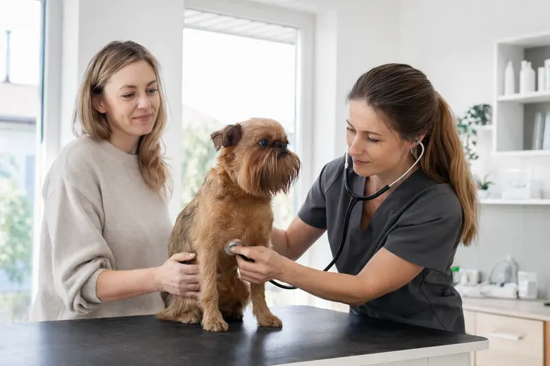Ein Brabanter Griffon Hund wird von einer Tierärztin in einer modernen Praxis untersucht.