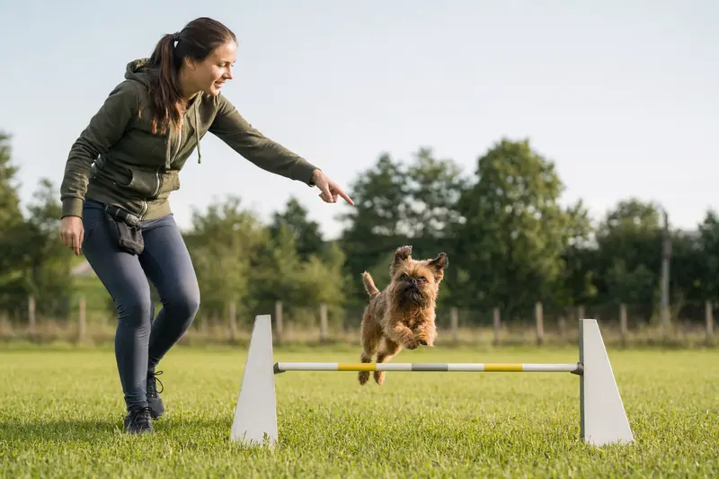 Ein Brabanter Griffon springt beim Hundetraining über eine kleine Hürde auf dem Hundeplatz.