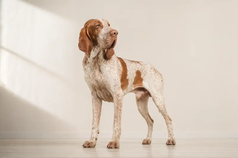 Bracco Italiano Hund steht aufmerksam in natürlicher Haltung vor hellem Hintergrund, als realistisches Tierportrait mit weichem Licht.