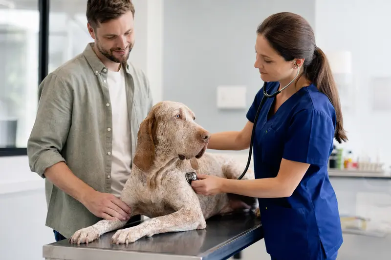 Ein ruhiger Bracco Italiano Hund wird von einer Tierärztin mit Stethoskop in einer modernen Praxis untersucht, während der Besitzer beruhigend danebensteht.