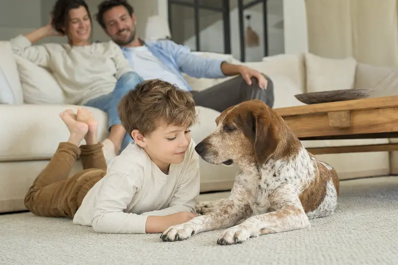 Ein freundlicher Brachet polonais liegt entspannt neben einem Kind im Wohnzimmer, während die Eltern im Hintergrund für eine sichere Familienatmosphäre sorgen.