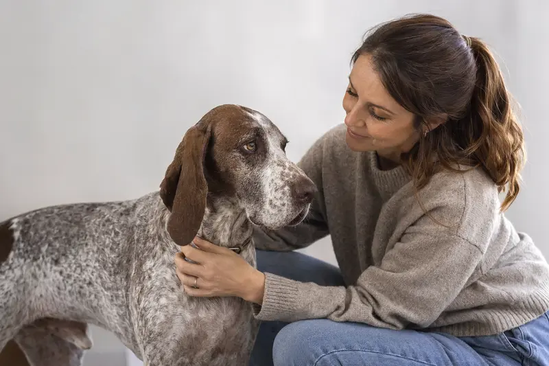 Ein aufmerksam stehender Brachet polonais Hund vor hellem Hintergrund als hochwertiges Tierportrait für einen Ratgeber zu Hundegesundheit und Versicherung.