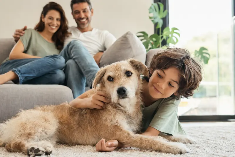 Ein freundlicher Branchiero Siciliano Hund liegt entspannt neben einem Kind in einem hellen Wohnzimmer.