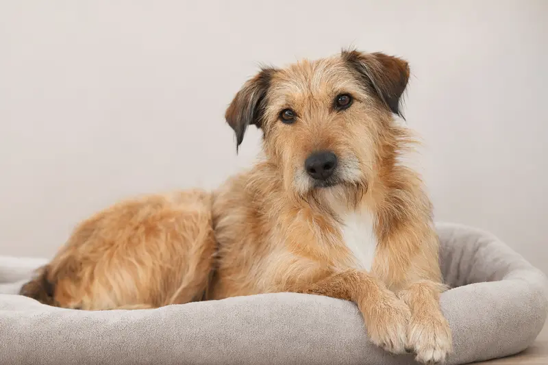 Branchiero Siciliano Hund in aufmerksamer Haltung vor hellem Hintergrund als realistisches Tierportrait.