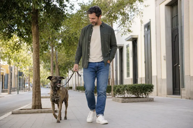 Ein Branchiero Siciliano läuft an der Leine mit seinem Besitzer durch eine moderne Stadtstraße im Alltag.