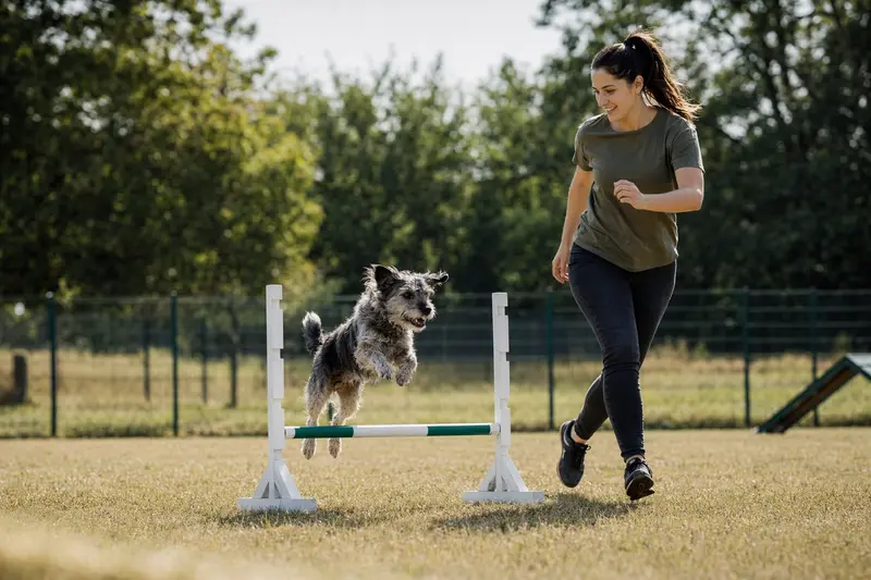 Ein Branchiero Siciliano trainiert mit seinem Besitzer auf einem Hundeplatz über eine kleine Hürde und zeigt dabei Freude, Bewegung und sichere Aktivität.
