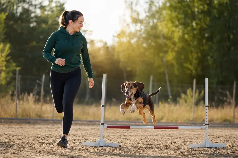 Ein Brandlbracke-Hund springt mit seinem Besitzer über eine kleine Trainingshürde auf dem Hundeplatz.