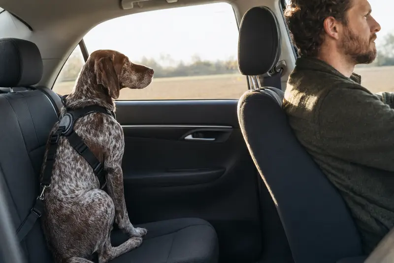 Ein Braque Charles Hund sitzt sicher angeschnallt auf der Rückbank eines Autos, während das Sonnenlicht durch das Fenster strahlt.
