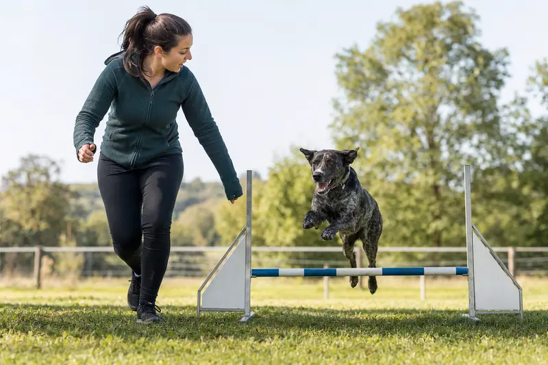 Ein Braque d'Auvergne springt mit seinem Besitzer über eine kleine Trainingshürde auf dem Hundeplatz.