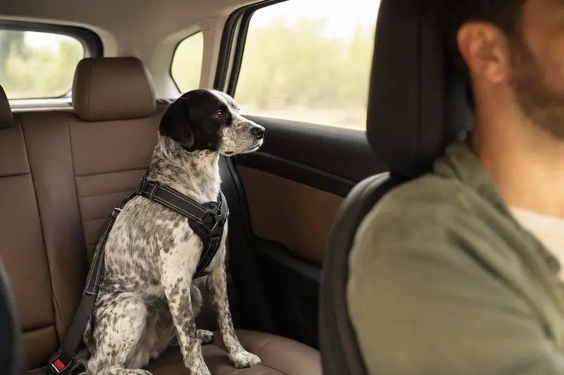 Ein Braque d'Auvergne Hund sitzt sicher angeschnallt auf der Rückbank eines Autos, während sein Besitzer fährt.