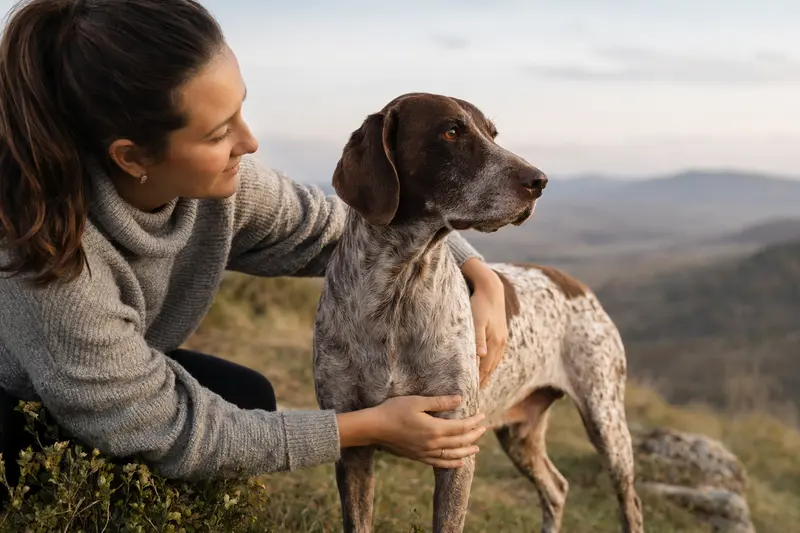 Ein aufmerksamer Braque de l'Ariege Hund steht in natürlicher Haltung vor hellem neutralem Hintergrund.