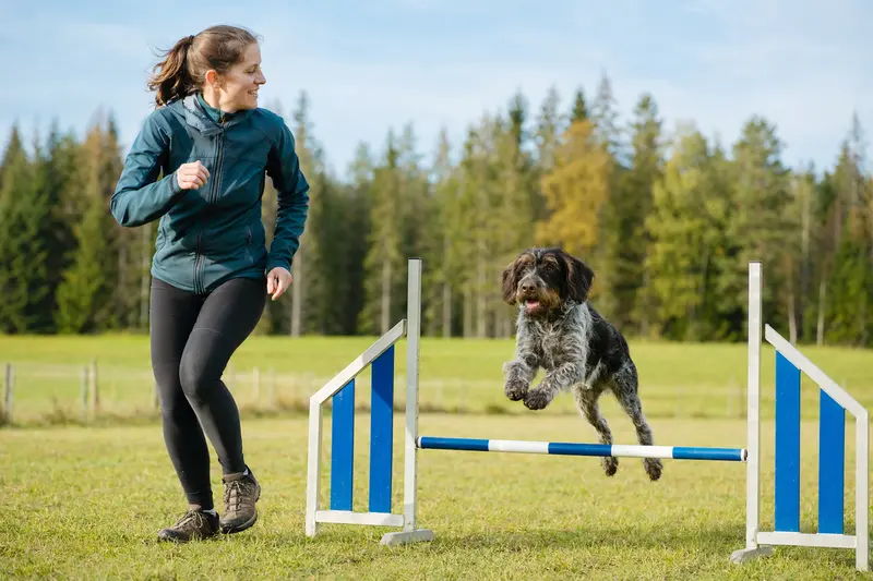 Ein Braque de l Ariege trainiert mit seinem Besitzer auf einem Hundeplatz über eine kleine Hürde und wirkt dabei aufmerksam und freudig.