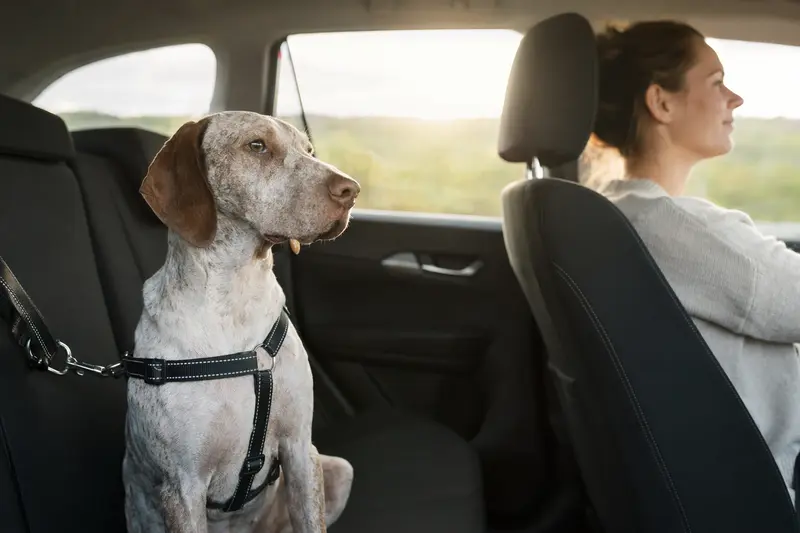 Ein Braque du Bourbonnais Hund sicher angeschnallt auf der Rückbank eines Autos, während der Besitzer fährt.