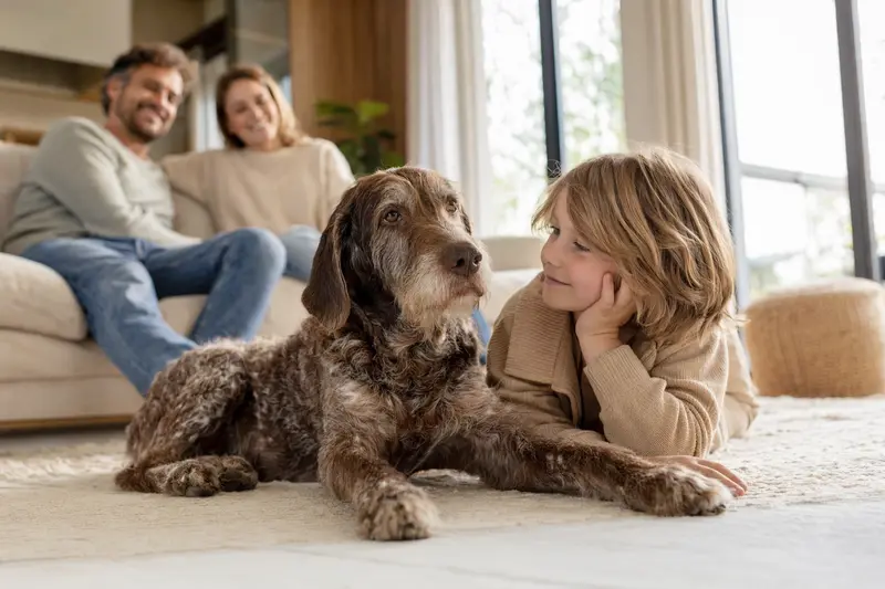 Ein liebevoller Braque du Puy Hund liegt entspannt neben einem Kind im Wohnzimmer und schafft eine vertrauensvolle Familienatmosphäre.