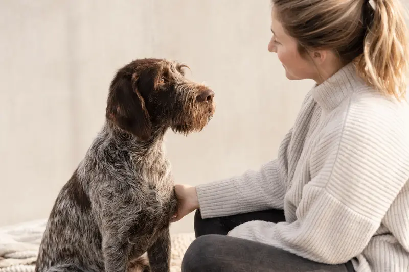 Ein aufmerksamer Braque du Puy Hund steht in natürlicher Haltung vor hellem Hintergrund und zeigt seine typische Körperform im professionellen Tierportrait.