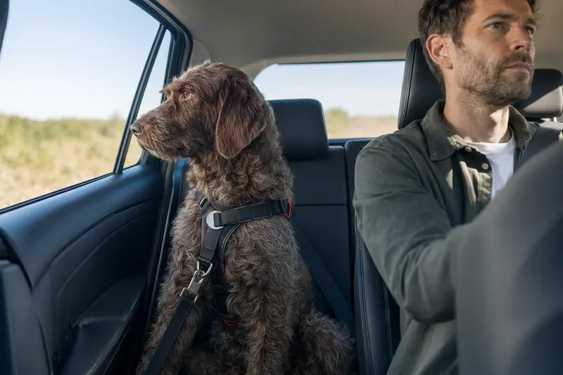 Ein Braque du Puy Hund sitzt sicher angeschnallt auf der Rückbank eines Autos, während das Sonnenlicht durch das Fenster strömt.