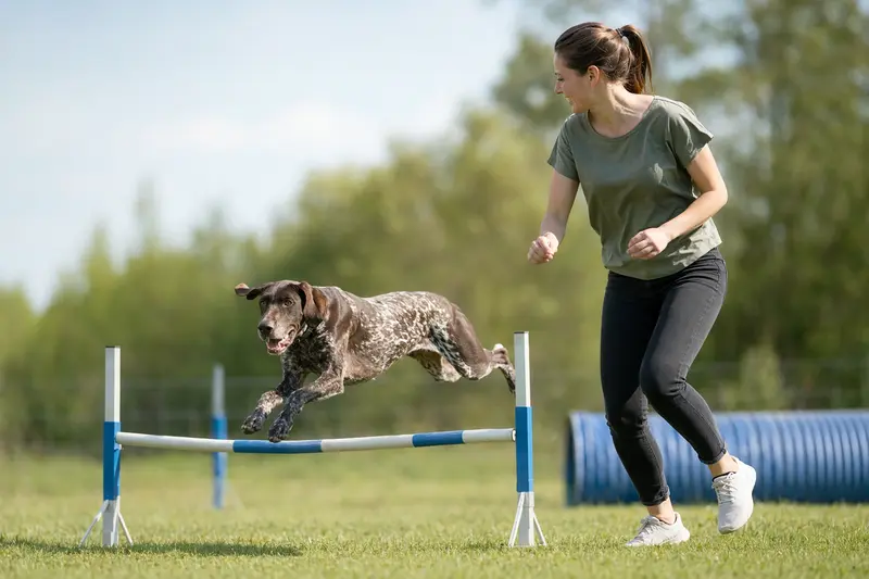 Ein Braque Francais springt mit seinem Besitzer über eine kleine Trainingshürde auf dem Hundeplatz.