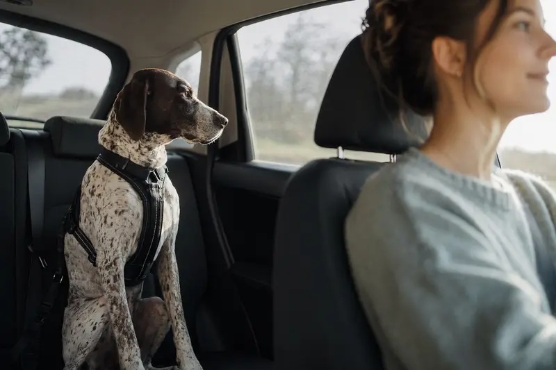Ein Braque Francais Hund ist sicher angeschnallt auf der Rückbank eines Autos, während sein Besitzer ruhig fährt und Sonnenlicht durch das Fenster strömt.
