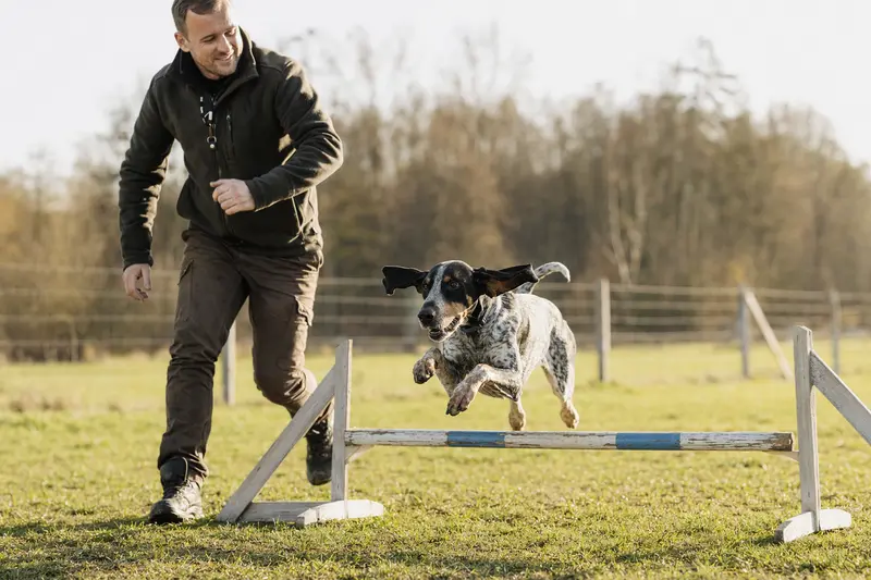 Ein Braque français, Typ Gascogne, springt mit seinem Besitzer über eine kleine Trainingshürde auf dem Hundeplatz.