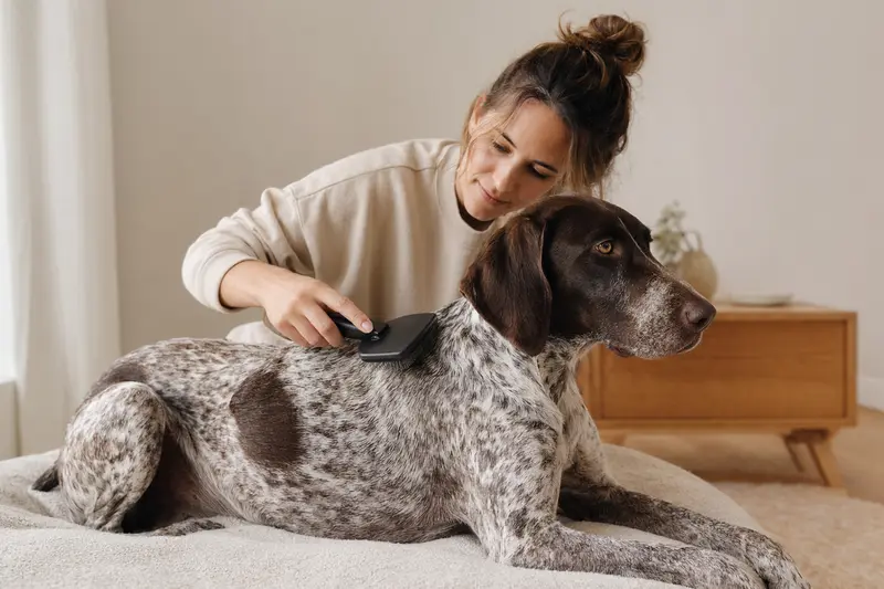 Ein Braque Francais Typ Pyrenees wird in der hellen Wohnung sanft gebürstet und sorgfältig gepflegt.