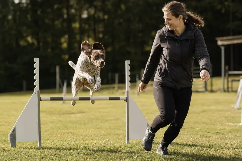 Ein Braque Francais Typ Pyrenees springt mit seinem Besitzer über eine kleine Trainingshürde auf dem Hundeplatz.