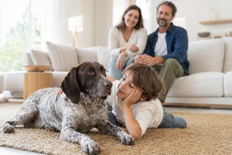 Ein freundlicher Braque Saint-Germain Hund entspannt mit einem Kind im Wohnzimmer in einer warmen, sicheren Familienatmosphäre.