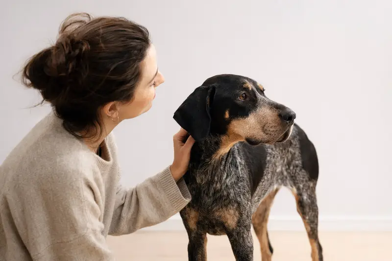 Ein Braque Saint-Germain Hund steht aufmerksam in natürlicher Haltung vor hellem Hintergrund und zeigt die typische Körperform der Rasse.