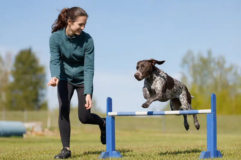 Ein Braque Saint-Germain springt mit seinem Besitzer über eine kleine Trainingshürde auf dem Hundeplatz.