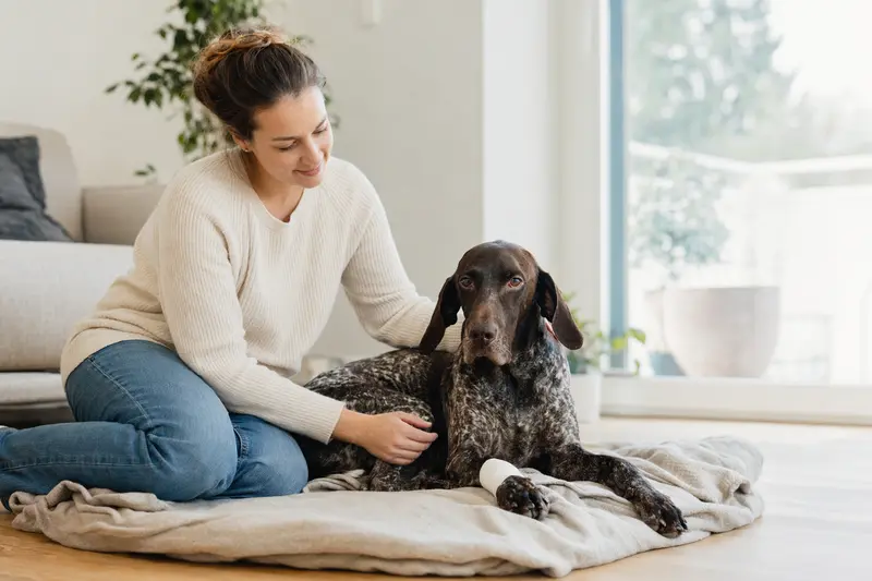 Ein Braque Saint-Germain Hund mit leichtem Verband an der Pfote liegt in einer ruhigen Wohnung, während sein Besitzer daneben sitzt und erleichtert aussieht.