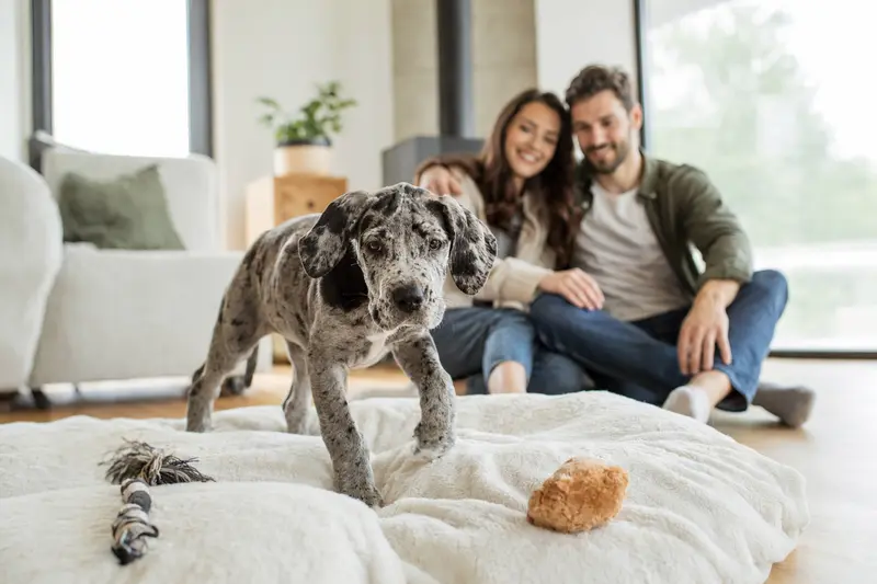 Ein neugieriger Brasilianische Dogge Welpe erkundet sein neues Zuhause mit einer weichen Decke und Spielzeug.