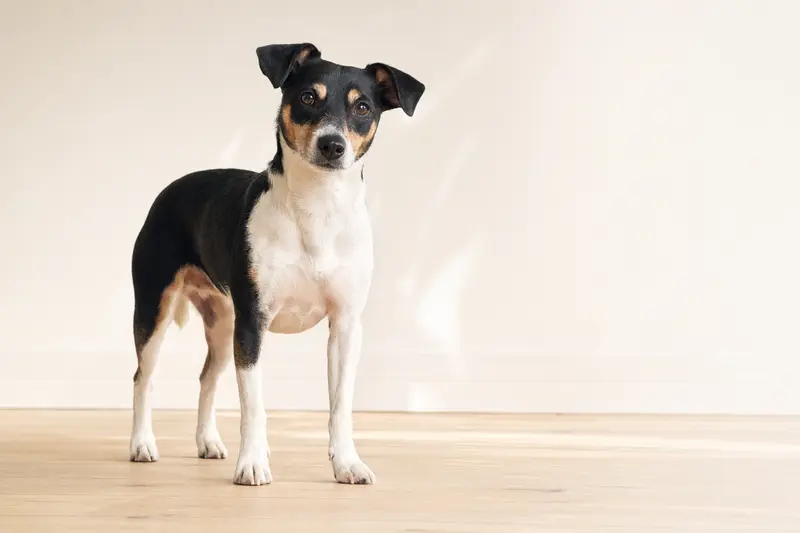 Aufmerksam stehender Brasilianischer Terrier vor hellem Hintergrund als realistisches Hundeportrait.