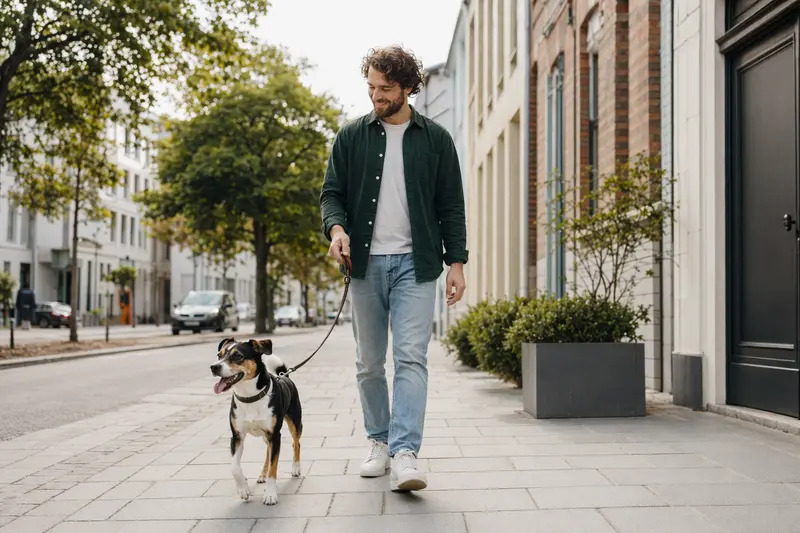 Ein Brasilianischer Terrier läuft an der Leine mit seinem Besitzer durch eine moderne Stadtstraße.