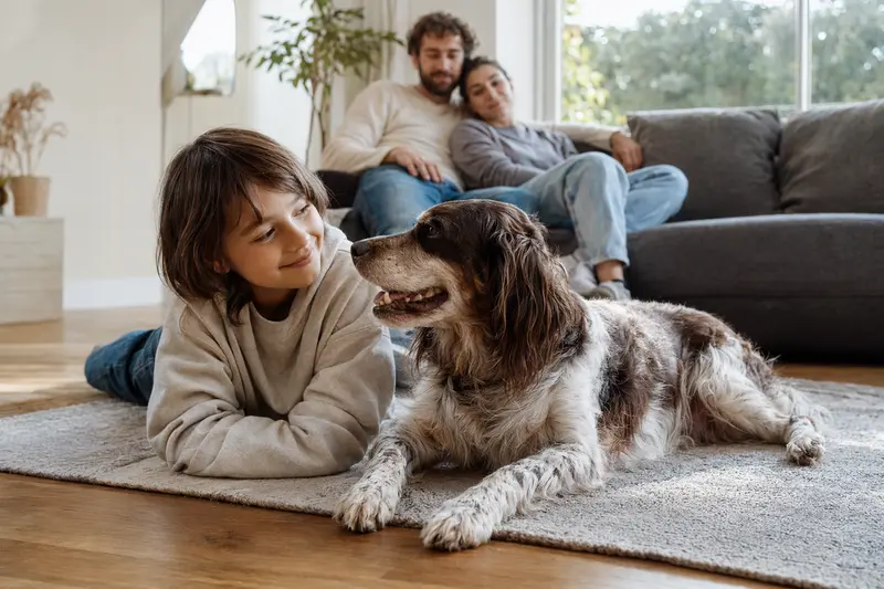 Ein entspannter Bretonischer Vorstehhund liegt neben einem glücklich spielenden Kind in einem hellen Wohnzimmer.