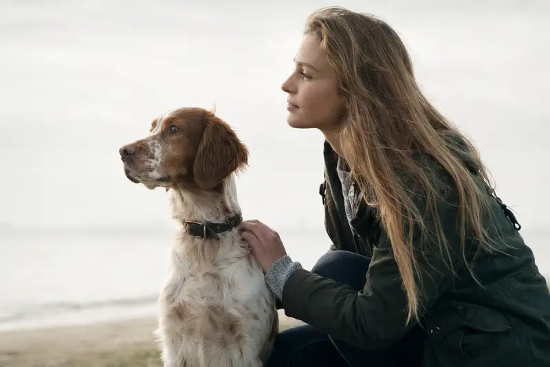 Bretonischer Vorstehhund in aufmerksamer Haltung vor hellem Hintergrund, als realistisches Tierportrait mit weichem Licht dargestellt.